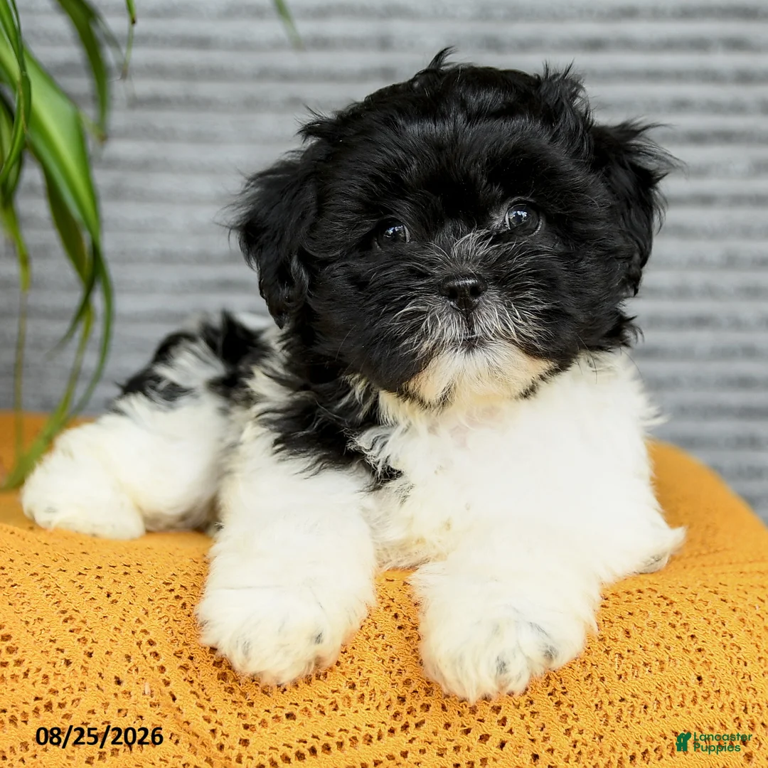 Teddy Bear dogs for sale: Willow - Ad 2