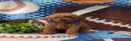 Miniature Poodle dogs for sale: Rex AKC Registered - Ad 1
