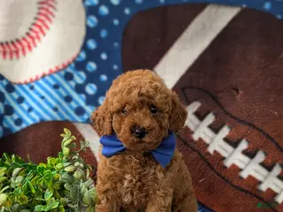 Miniature Poodle dogs for sale: Rex AKC Registered - Ad 4