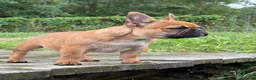 French Bulldog dogs for sale: Toi - Ad 11