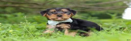 Morkie dogs for sale: Marcus - Ad 3