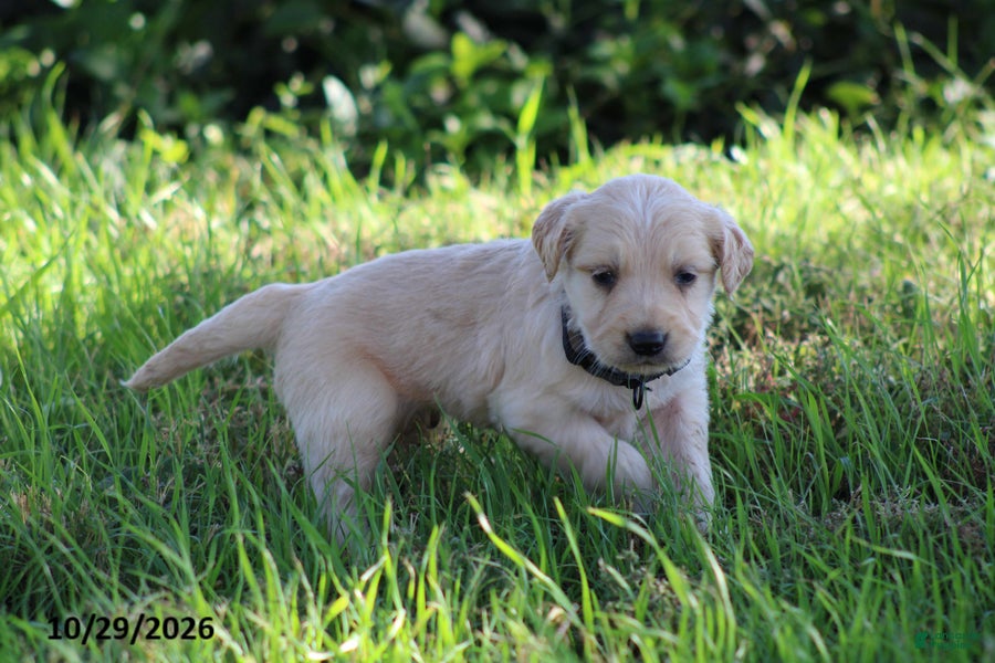 Golden Retriever dogs for sale: Jasper - Ad 2