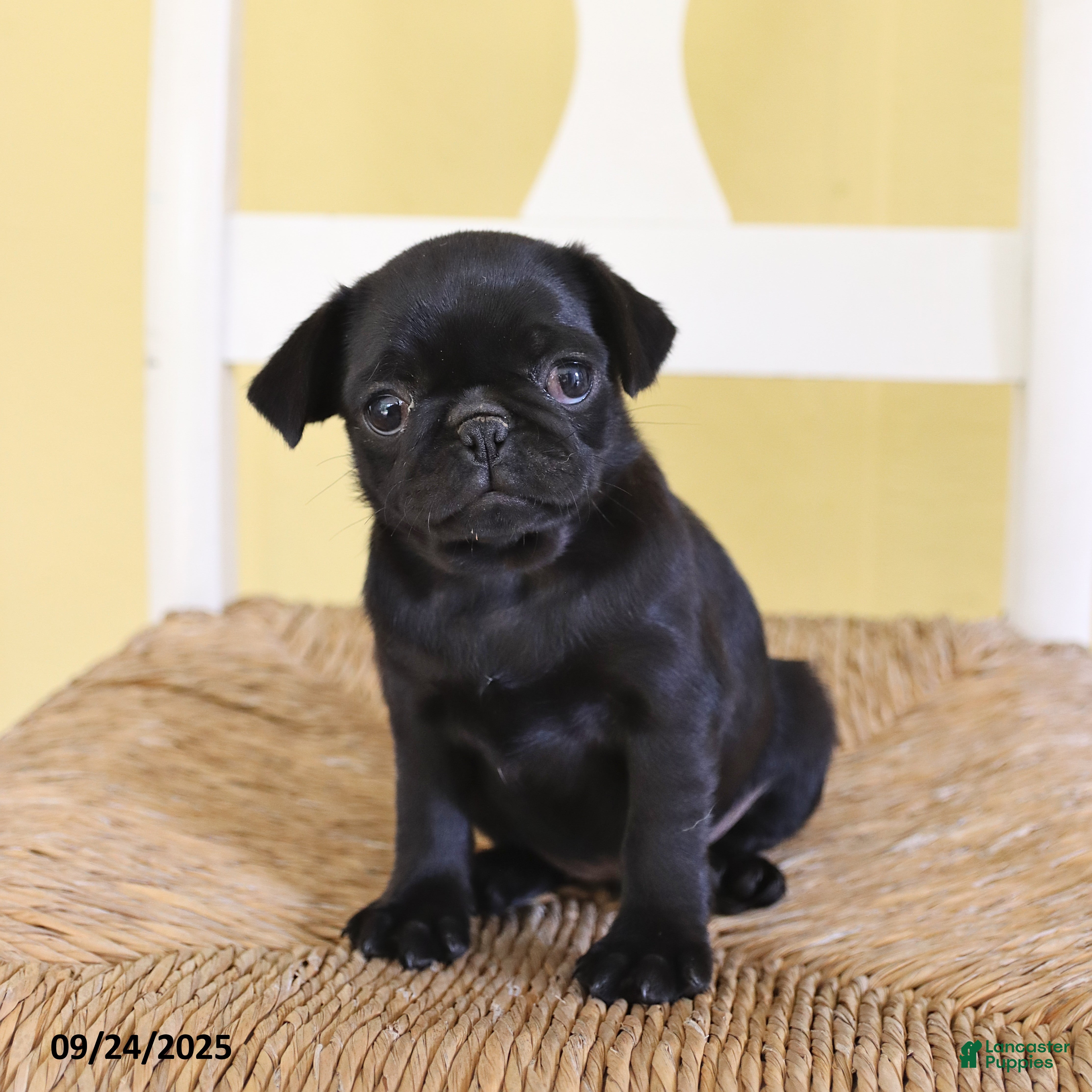 Pug dogs Violet - Ad 2