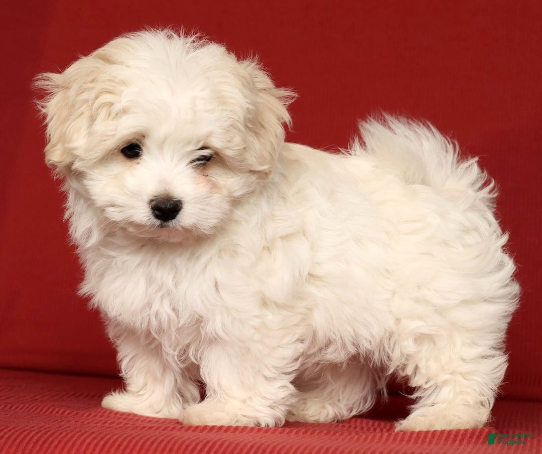 Maltese dogs for sale: Marco - Ad 8