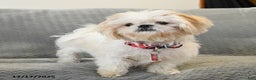 Shorkie dogs for sale: Marshmallow - Ad 6
