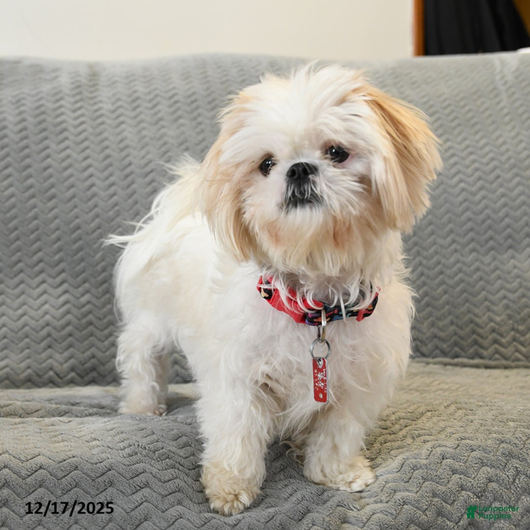 Shorkie dogs for sale: Marshmallow - Ad 6