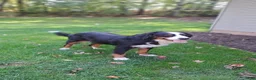 Mini Bernedoodle dogs for sale: Willow - Ad 9