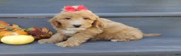 Mini Goldendoodle dogs for sale: Izzy - Ad 5