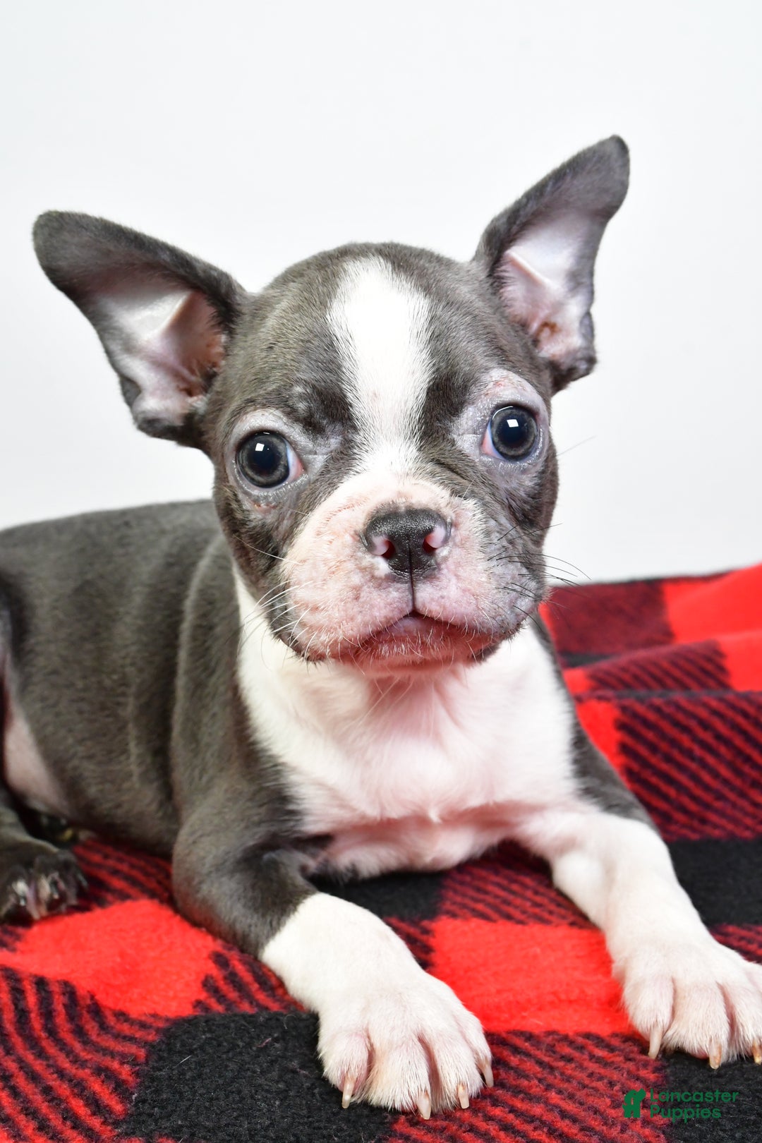 Boston Terrier dogs for sale: Beau - Ad 7