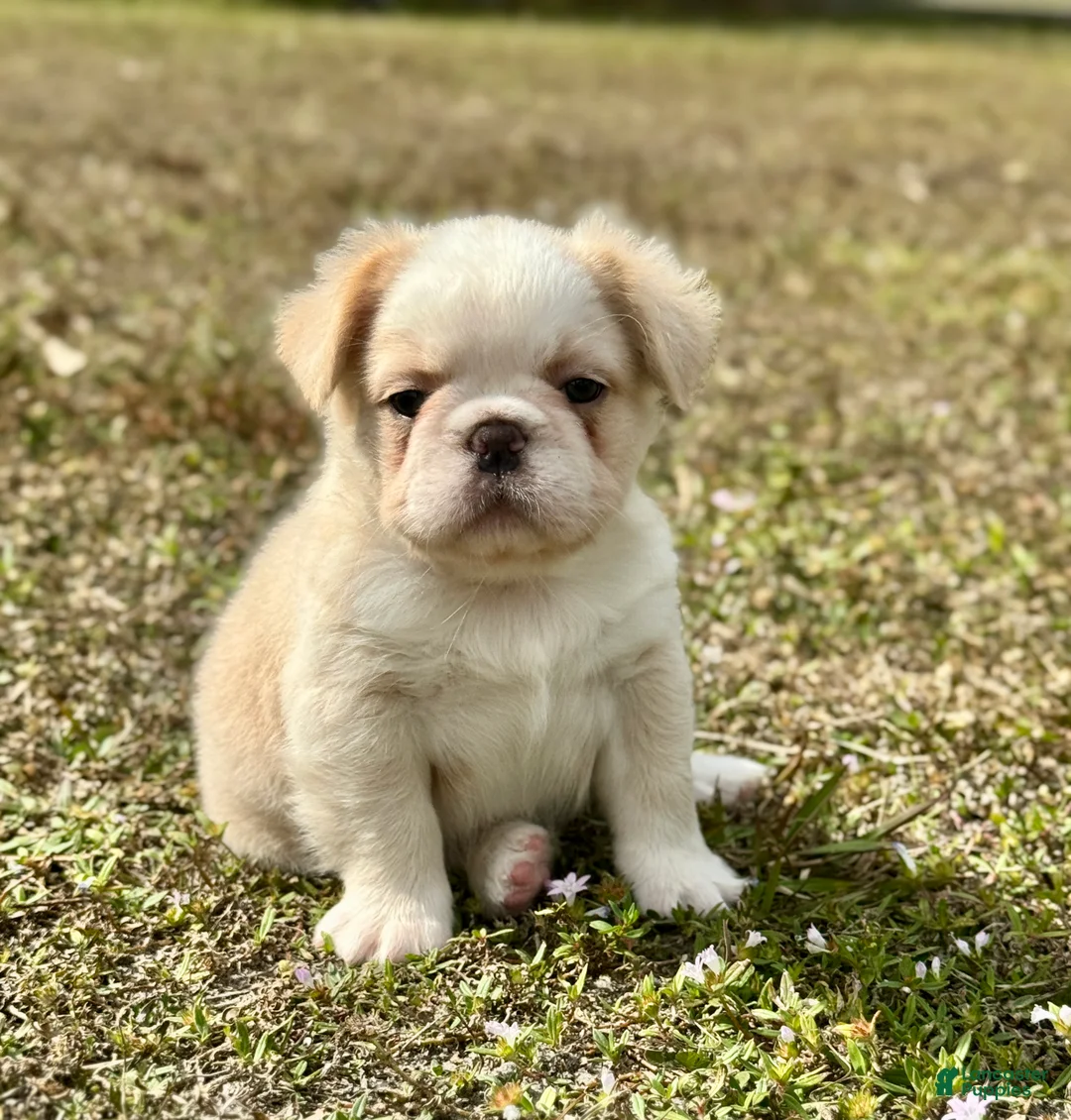 French Bulldog dogs for sale: French Bulldog Puppy 6 - Ad 1