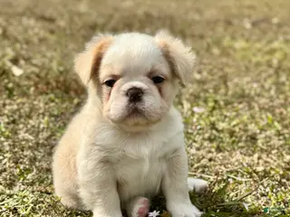 French Bulldog dogs French Bulldog Puppy 6 - Ad 5