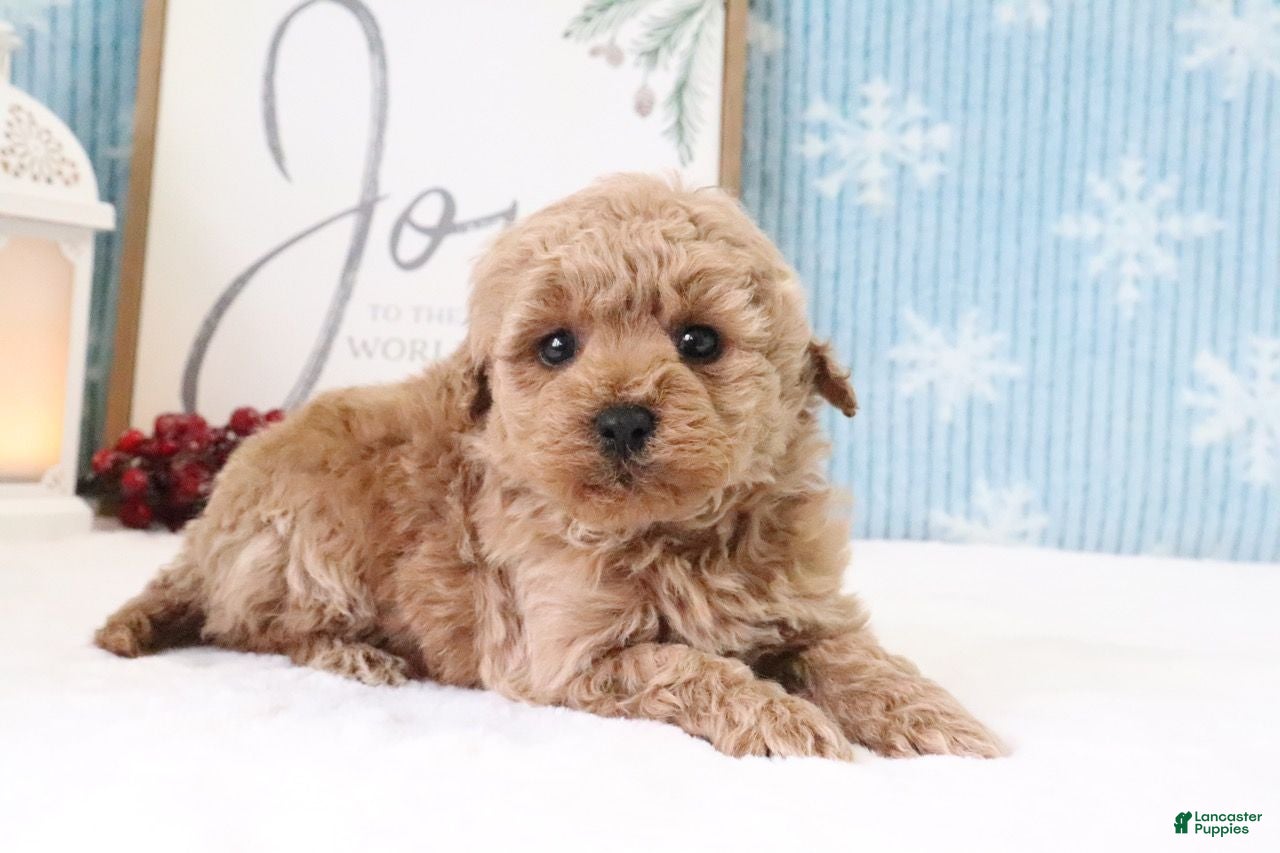 Miniature Poodle dogs Hunter - Ad 15