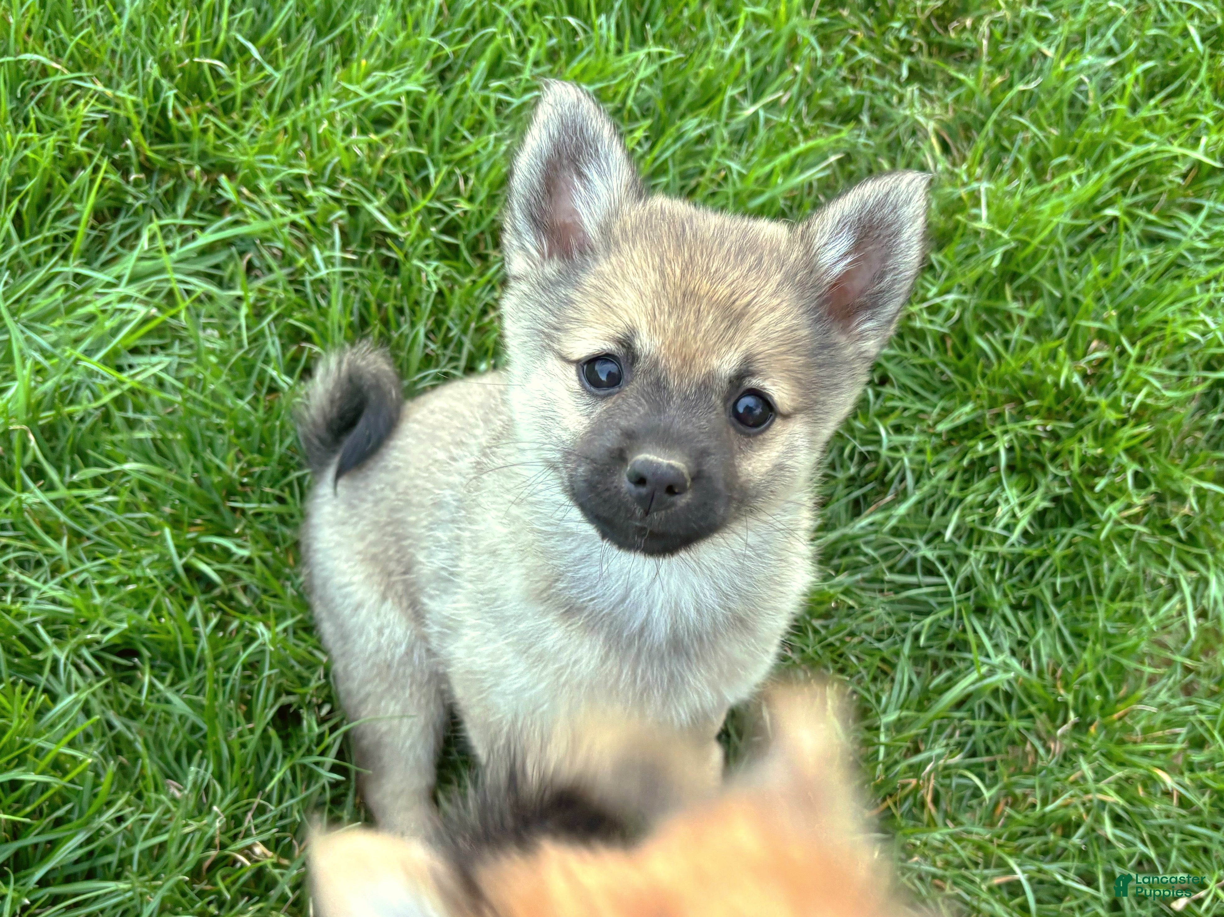 Mixed Breed dogs Princess Peach - Ad 2