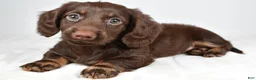 Miniature Dachshund dogs for sale: Kyle - Ad 3
