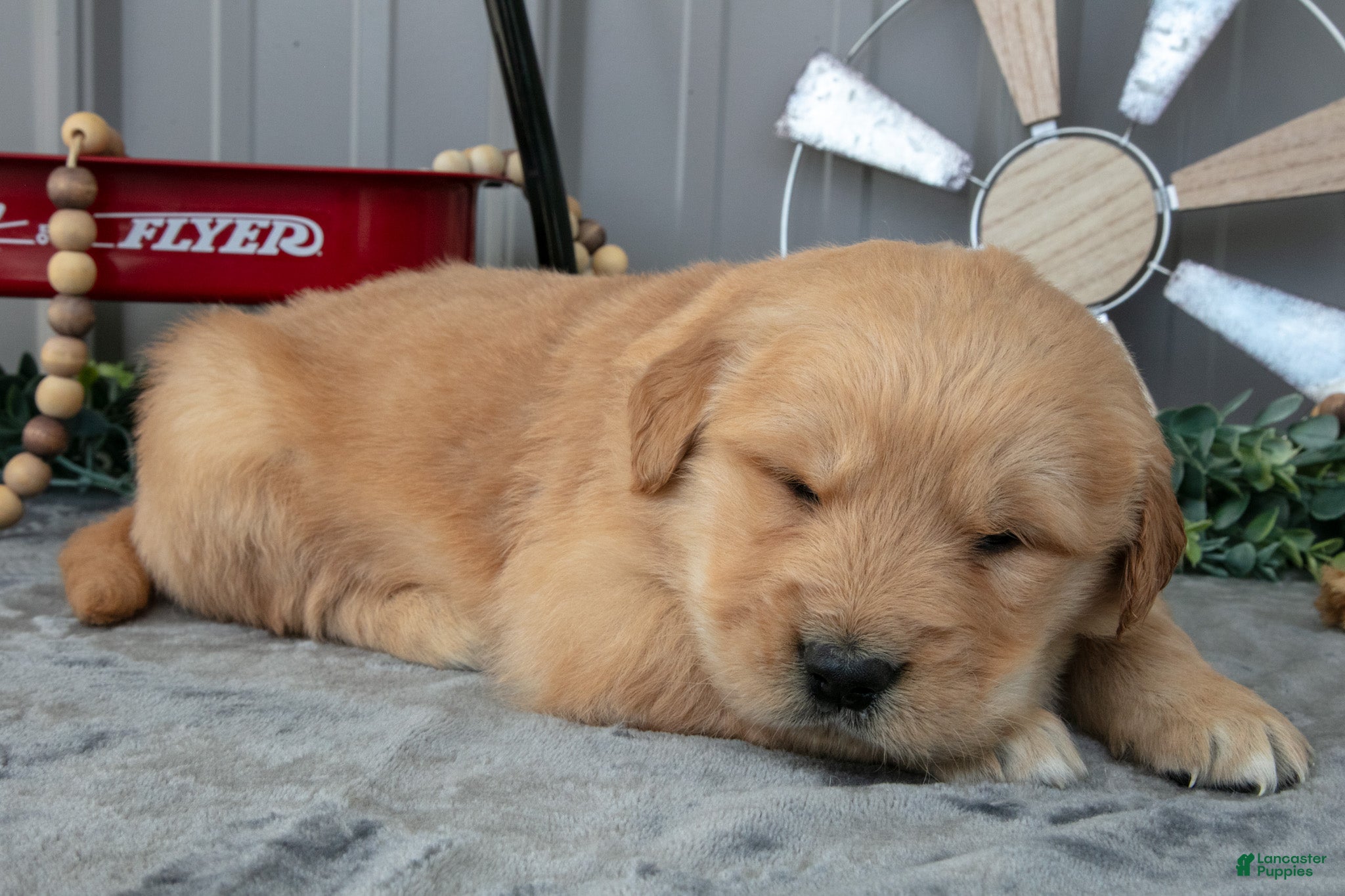 Golden Retriever dogs Chino - Ad 2
