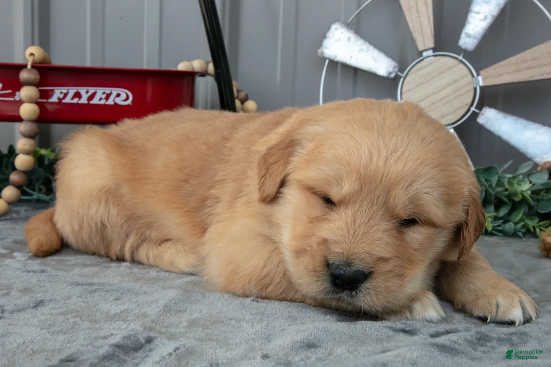 Golden Retriever dogs for sale: Chino - Ad 2