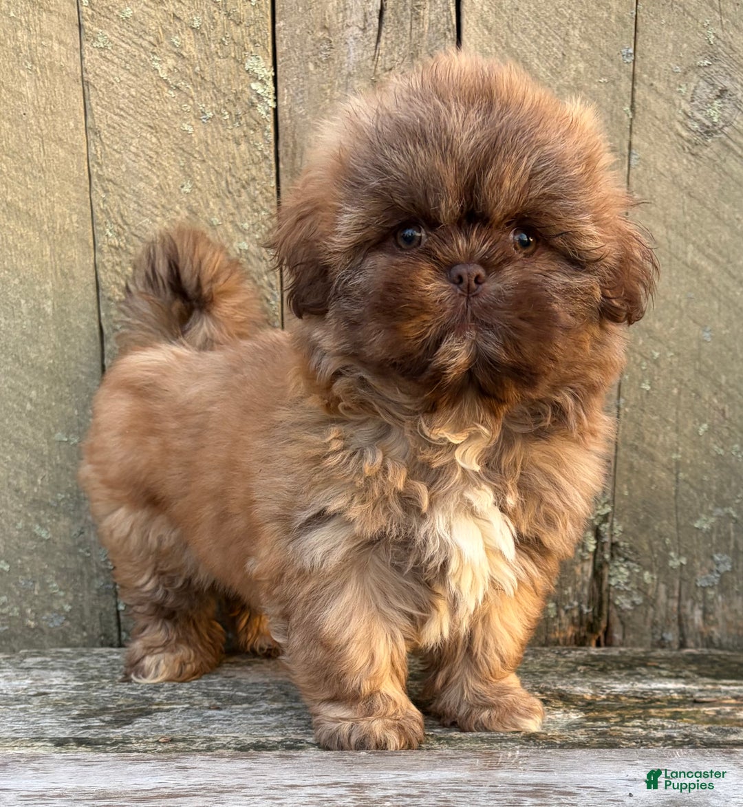 Shih Tzu dogs for sale: 💙 IN BOSTON MASSACHUSETTS AREA 💙 PUREBRED CHOCOLATE SHIH TZU 💙 ESTIMATED ADULT SIZE 10-12 LBS 💙 - Ad 1