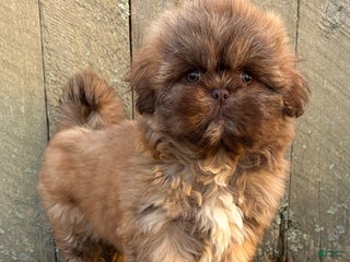 Shih Tzu dogs 💙 IN BOSTON MASSACHUSETTS AREA 💙 PUREBRED CHOCOLATE SHIH TZU 💙 ESTIMATED ADULT SIZE 10-12 LBS 💙 - Ad 6