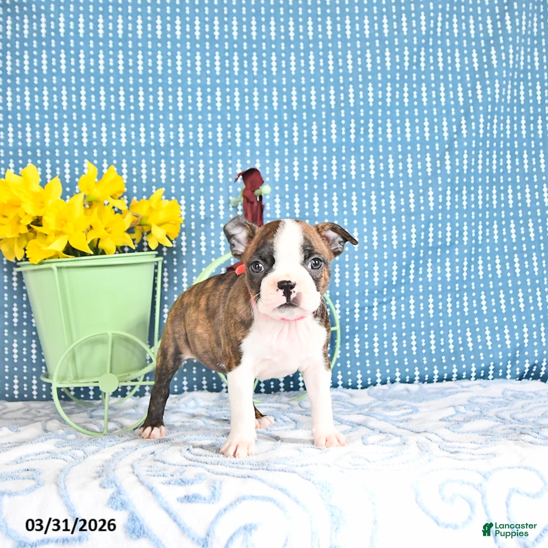 Boston Terrier dogs for sale: Marysia - Ad 2