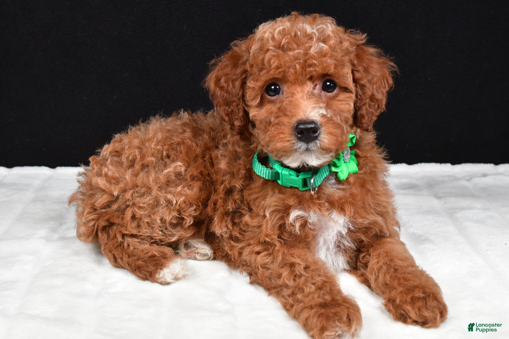 Miniature Poodle dogs Sadie - Ad 1