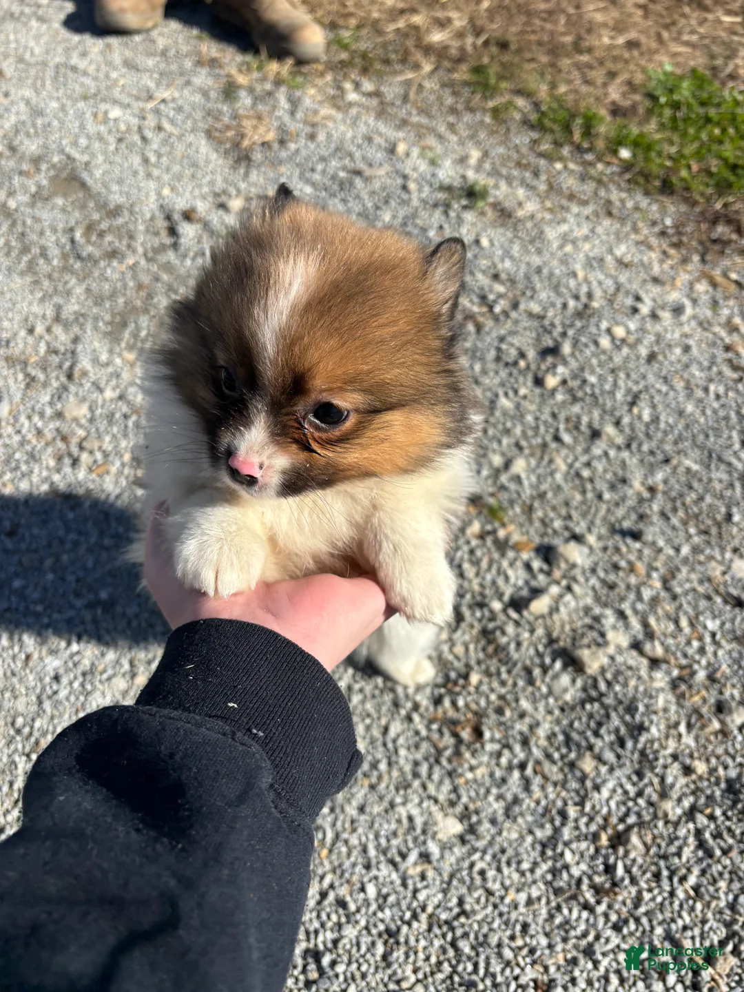 Pomeranian dogs for sale: Milo - Ad 2