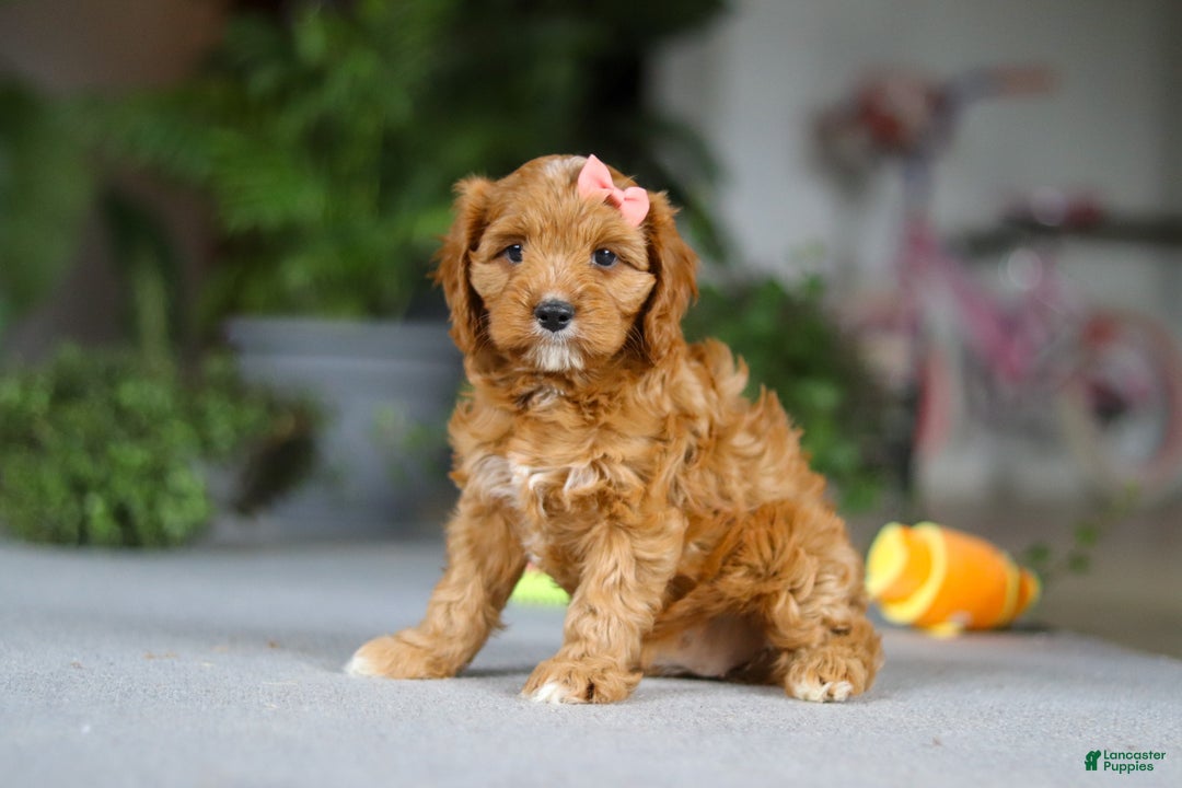 Cavapoo dogs for sale: Jewel - Ad 4