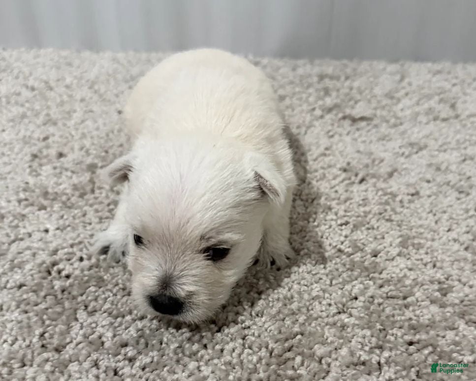West Highland Terrier dogs Monroo - Ad 1