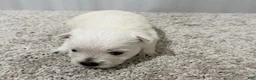 West Highland Terrier dogs for sale: Monroo - Ad 1