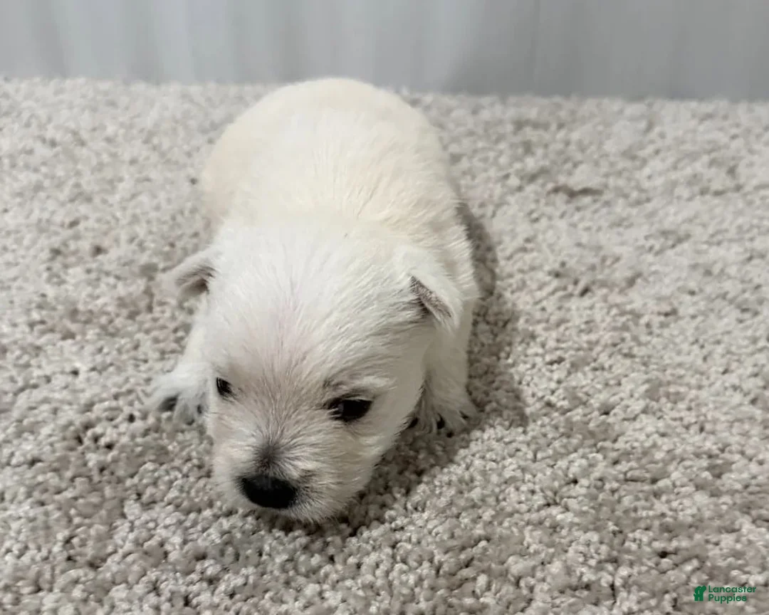 West Highland Terrier dogs for sale: Monroo - Ad 1