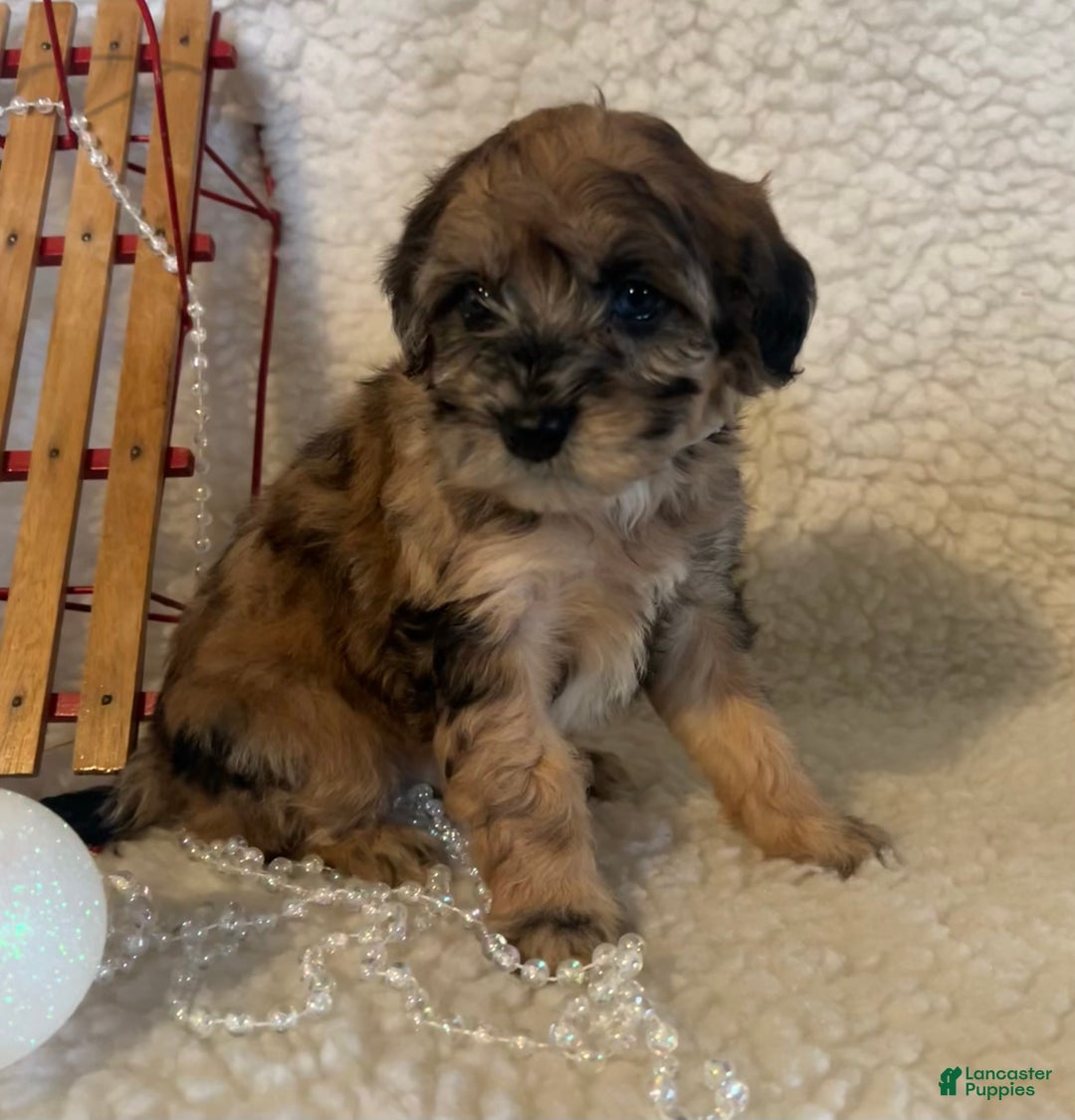 Whoodle dogs for sale: Pumkin - Ad 1