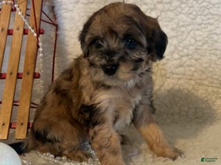 Whoodle dogs Pumkin - Ad 13