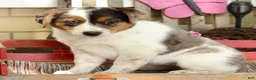 Australian Shepherd dogs for sale: Amber - Ad 9