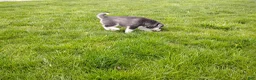 Siberian Husky dogs for sale: Avery  - Ad 2