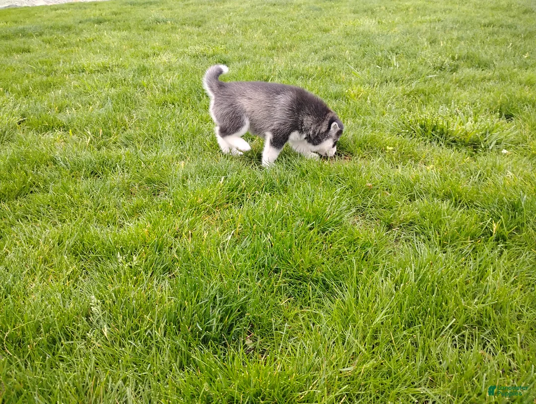 Siberian Husky dogs for sale: Avery  - Ad 2