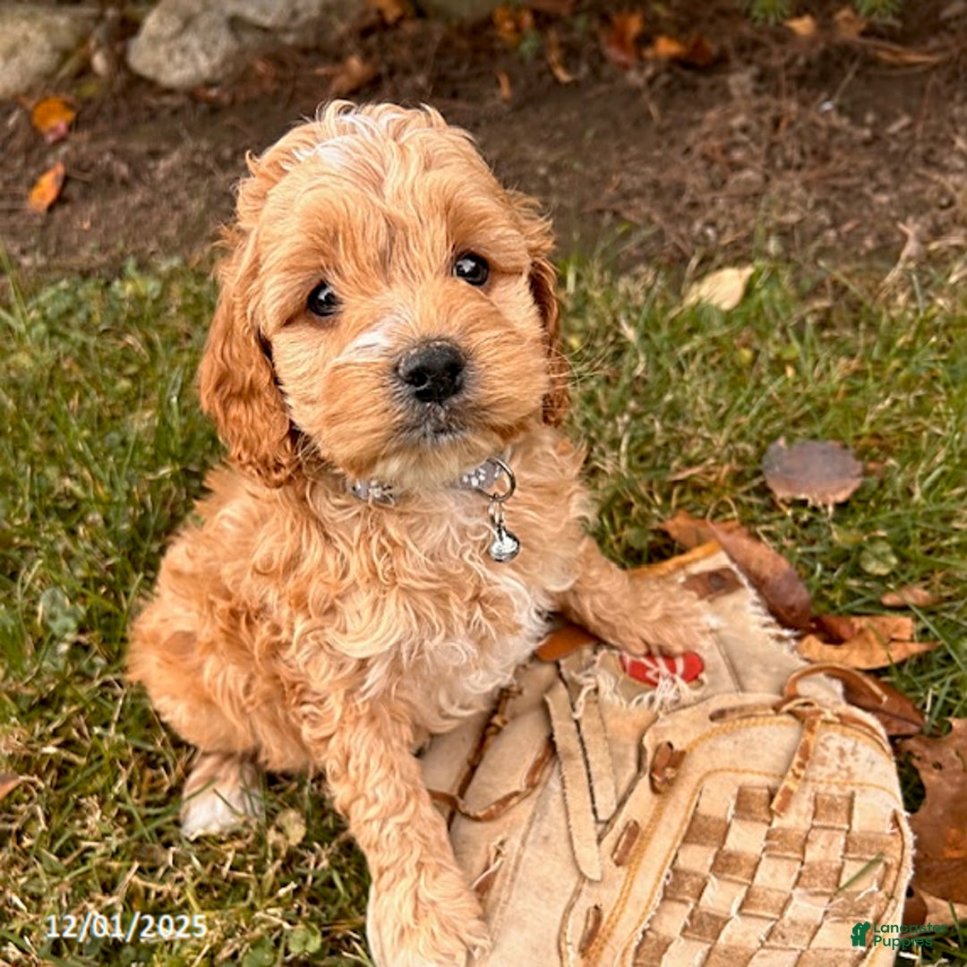 Cockapoo dogs for sale: Liam - Ad 3
