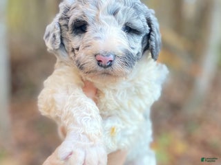 Aussiedoodle dogs - Ad 4