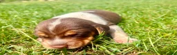 Beagle dogs for sale: Miss pink - Ad 4