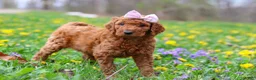 Goldendoodle dogs for sale: Sunny F1b - Ad 5