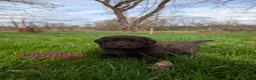 Newfoundland dogs for sale: Haelyn - Ad 2