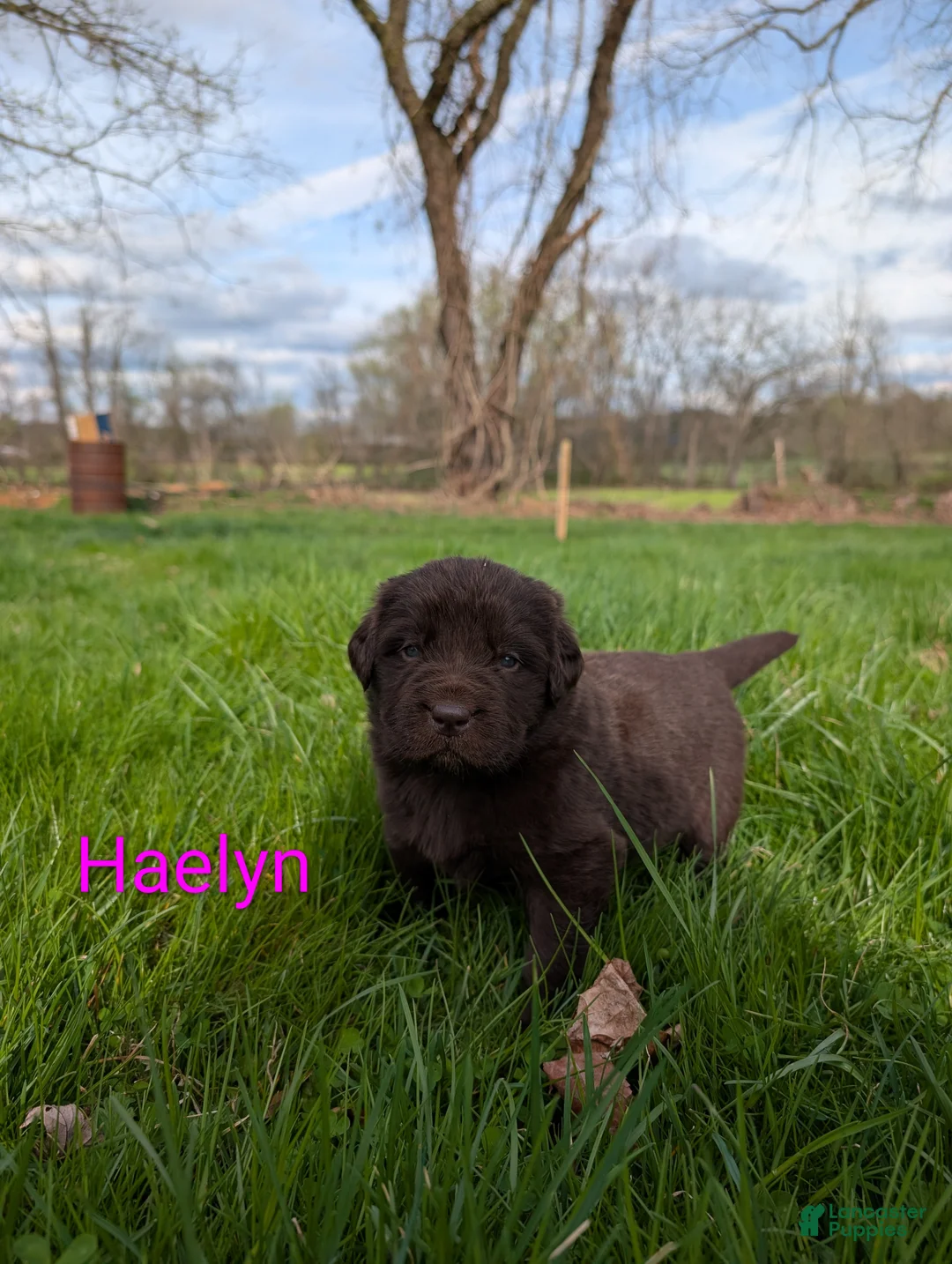 Newfoundland dogs for sale: Haelyn - Ad 2