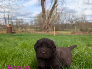Newfoundland dogs Haelyn - Ad 41