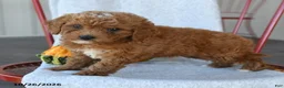 Cockapoo dogs for sale: Redmond - Ad 5
