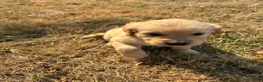 Goldador 4