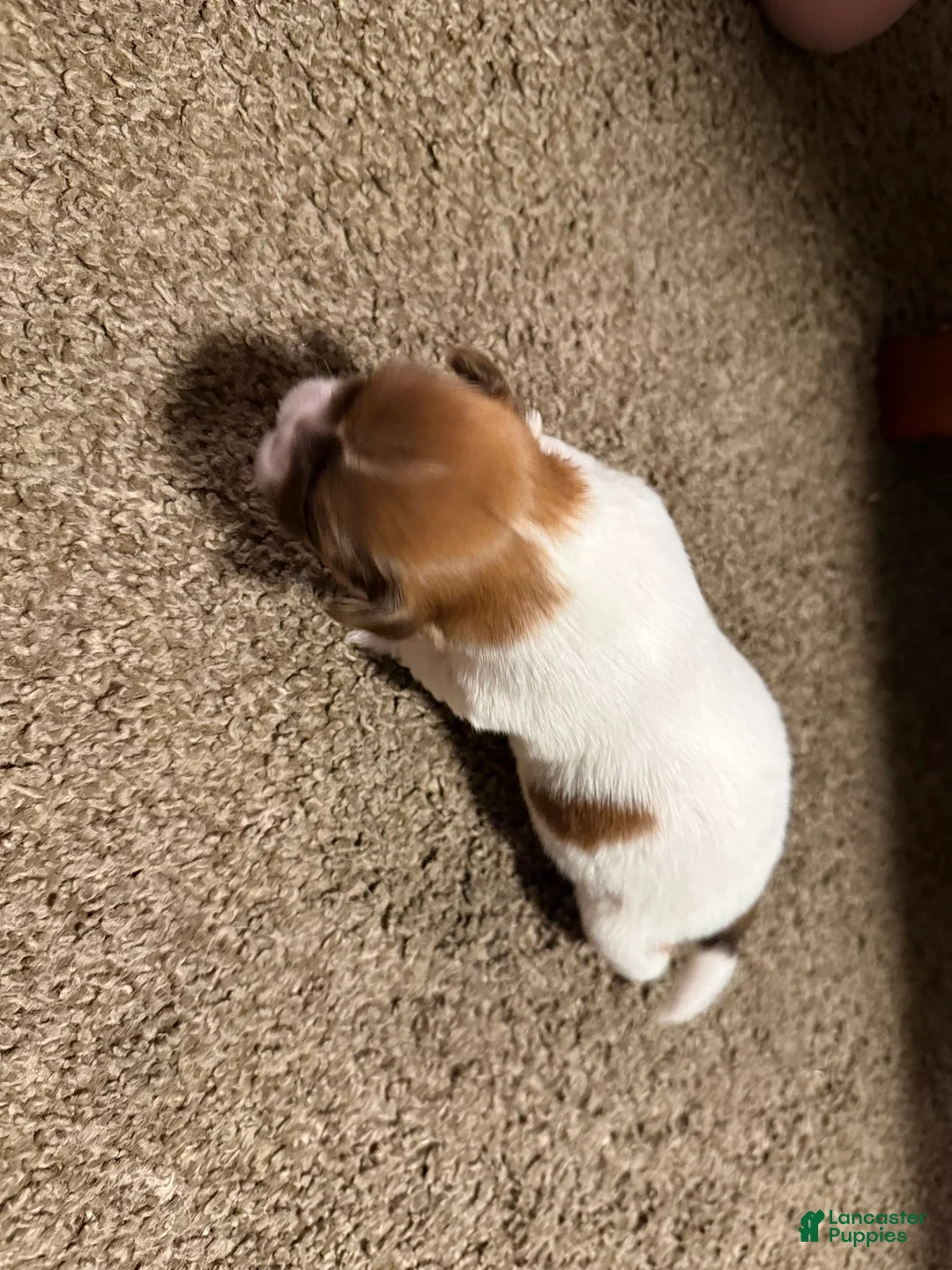 Shih Tzu dogs for sale: Bella - Ad 2