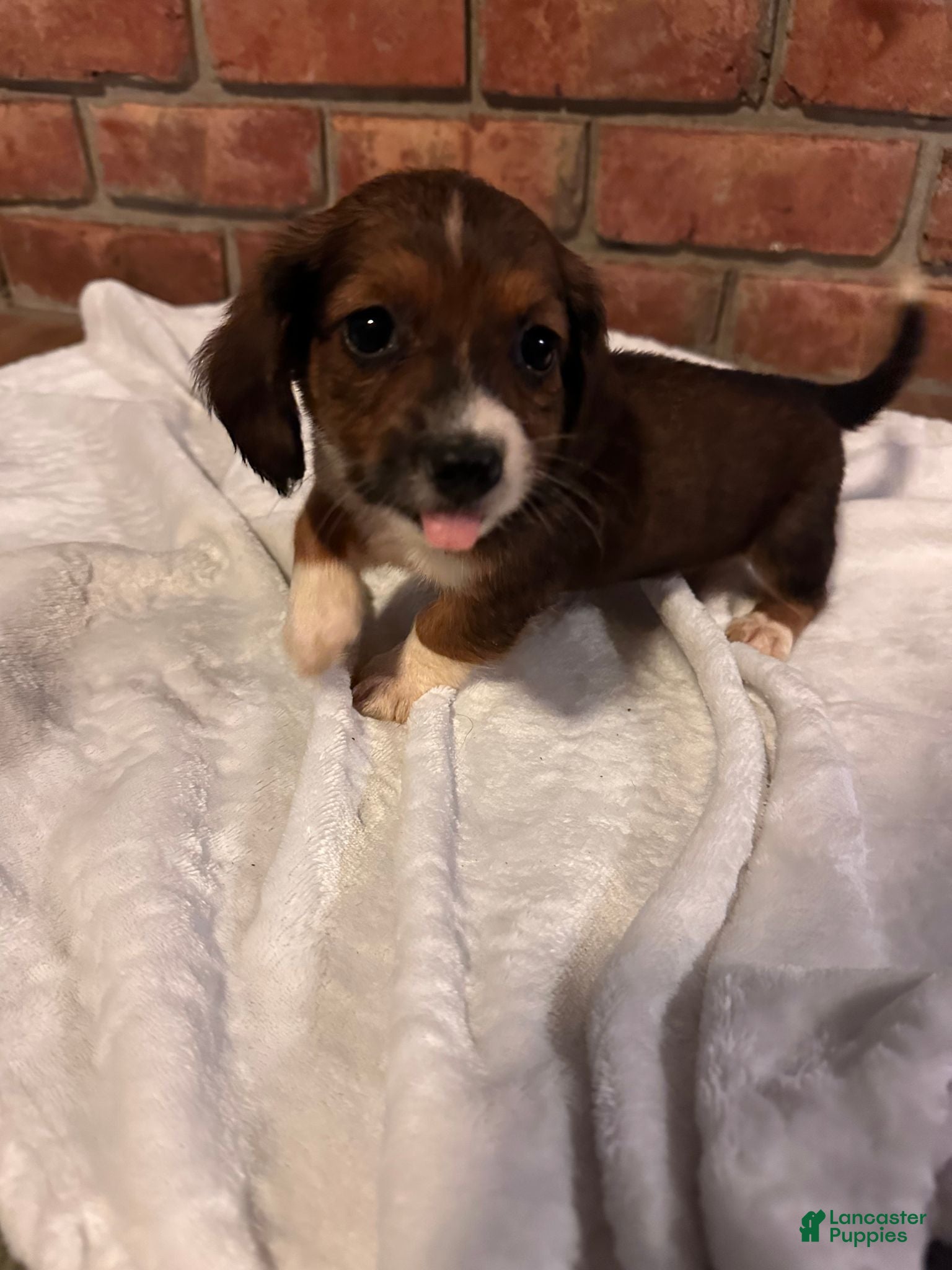 Dachshund dogs Female One - Ad 1