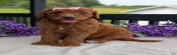 Goldendoodle dogs for sale: Miss Emmie - Ad 1