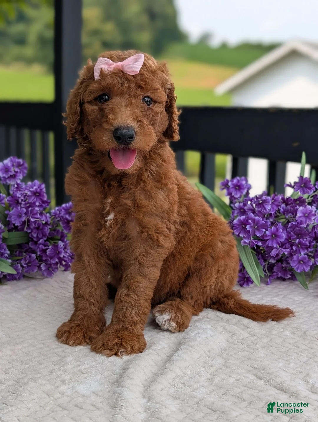 Goldendoodle dogs for sale: Miss Emmie - Ad 1