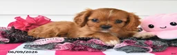 Cavalier King Charles Spaniel dogs for sale: Tony - Ad 2