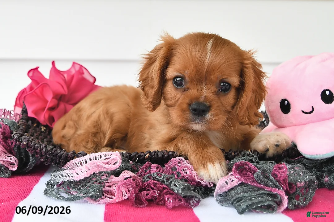 Cavalier King Charles Spaniel dogs for sale: Tony - Ad 2