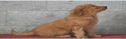 Golden Retriever dogs for sale: Deanna - Ad 5